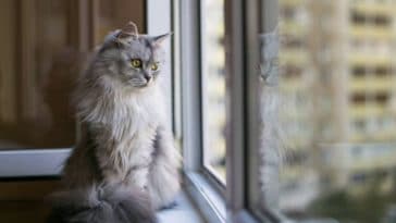 chat triste fenêtre