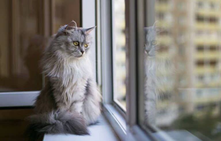 chat triste fenêtre