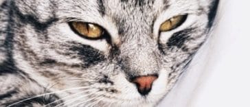 chat couché tigré portrait