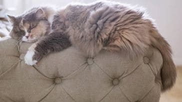 chat couché dort canapé