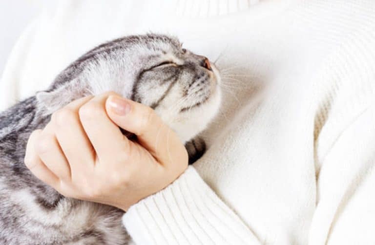 chat câlin