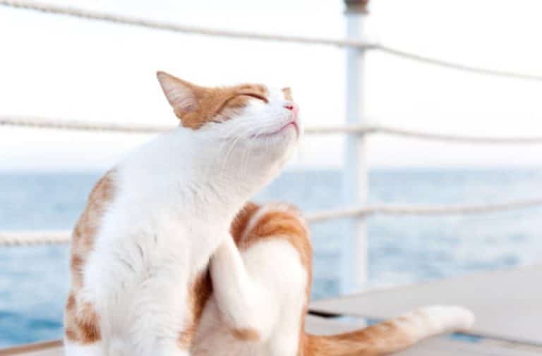 chat gratte