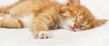 chaton roux couché dort