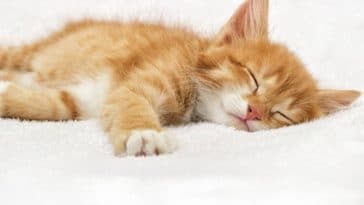 chaton roux couché dort