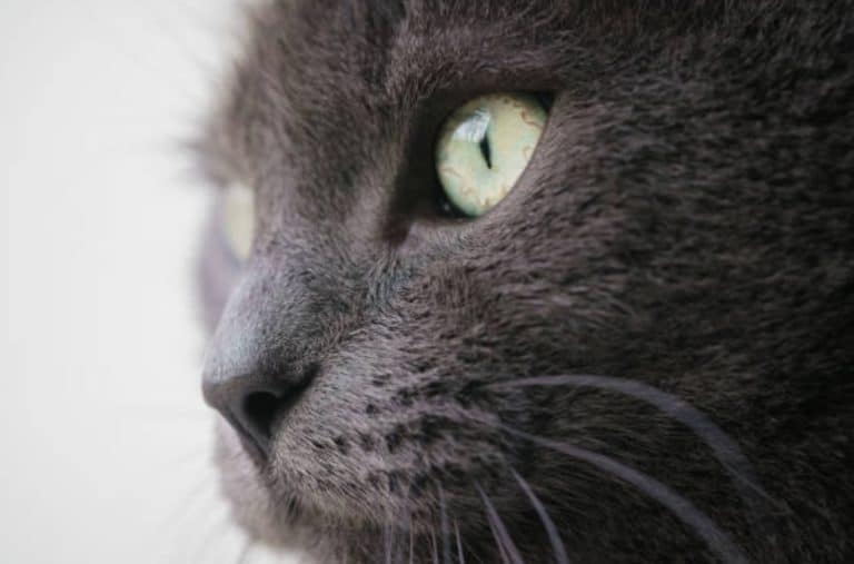 chat portrait