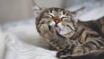 chat lèche toilette