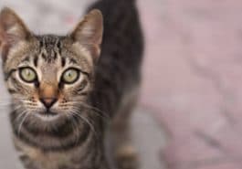 chat regard