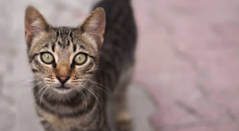 chat regard
