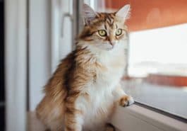 chat regarde fenêtre