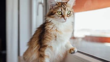 chat regarde fenêtre