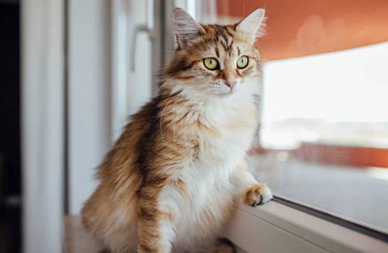 chat regarde fenêtre