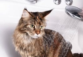 chat bain douche eau