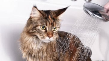 chat bain douche eau