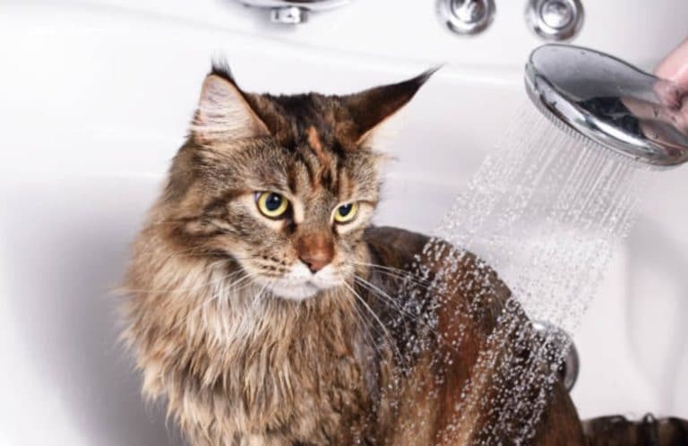 chat bain douche eau