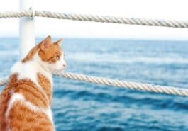 chat eau mer