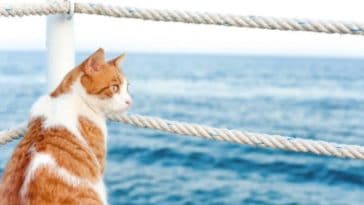 chat eau mer