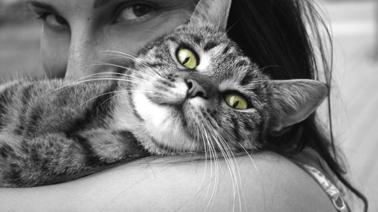 Comment Rendre Votre Chat Plus Calin 6 Conseils A Suivre