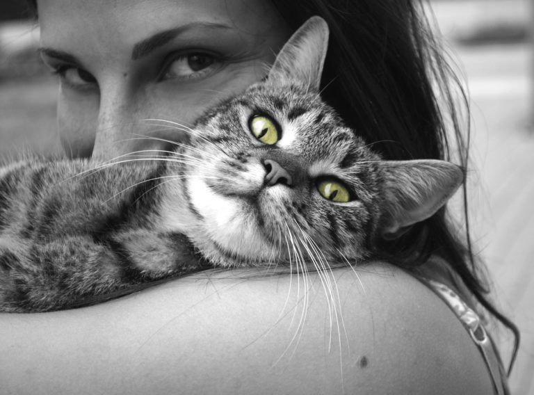 Chat câlin