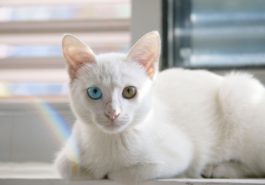 chat blanc yeux vairons