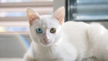 chat blanc yeux vairons