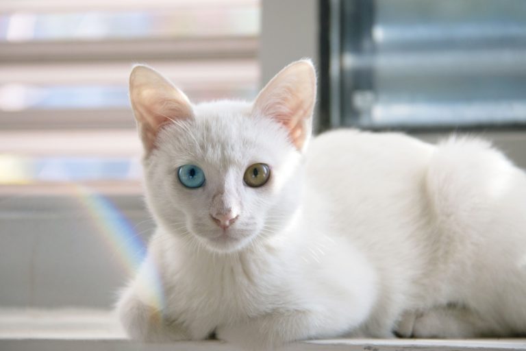 chat blanc yeux vairons