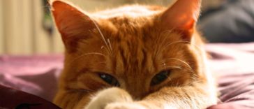 chat roux couché