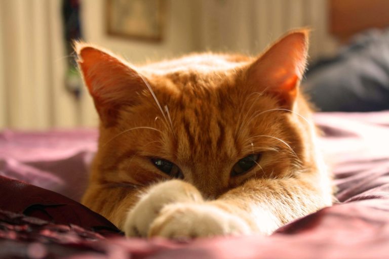 chat roux couché
