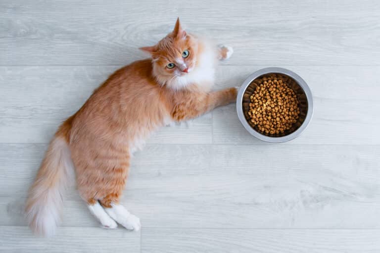 chat