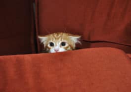 chat peur