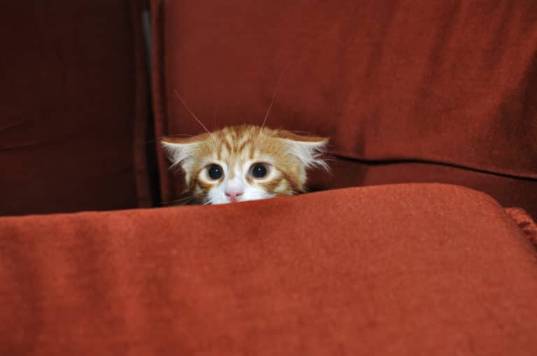 chat peur