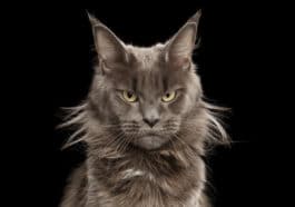 chat colère