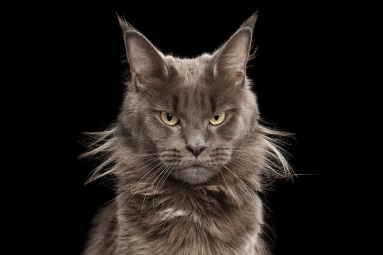 chat colère