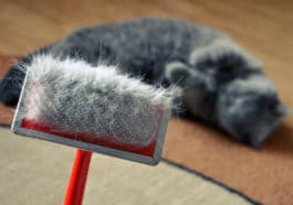 chat perd ses poils