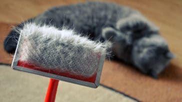 chat perd ses poils