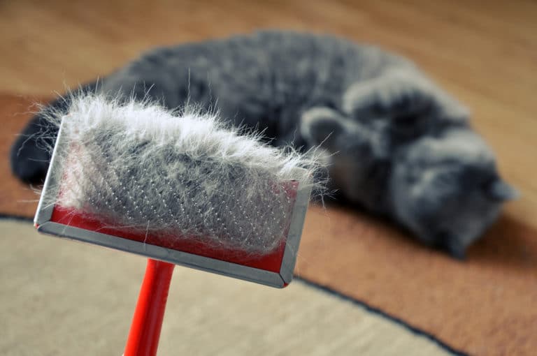 chat perd ses poils