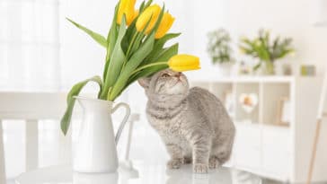 chat plante