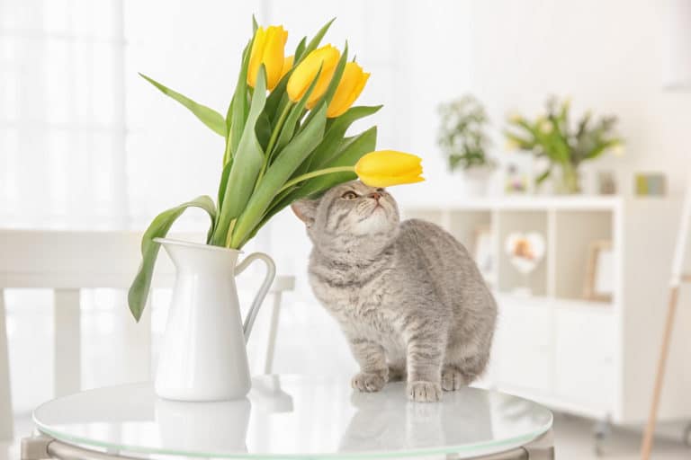 chat plante