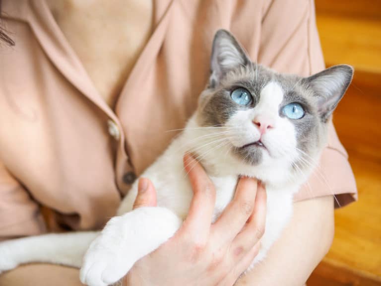chat