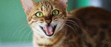 chat miaule