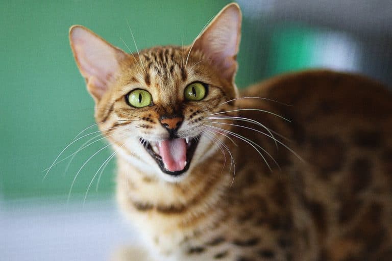 chat miaule