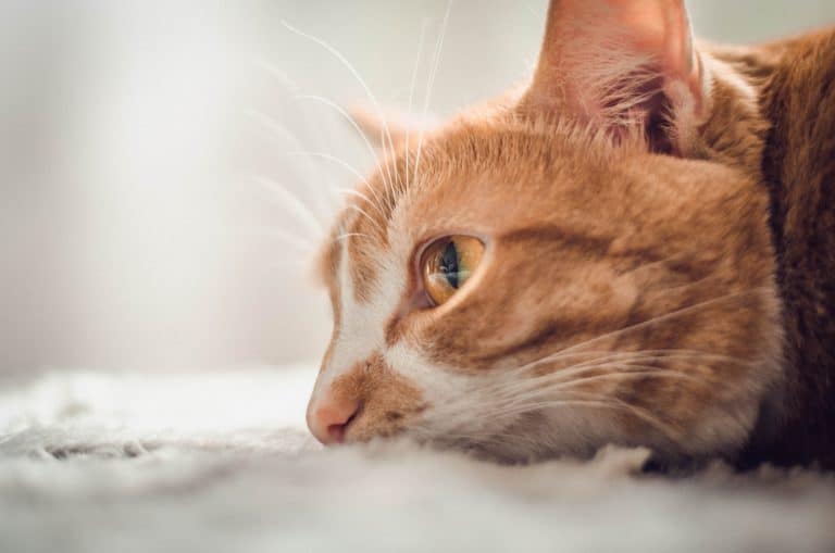 chat couché
