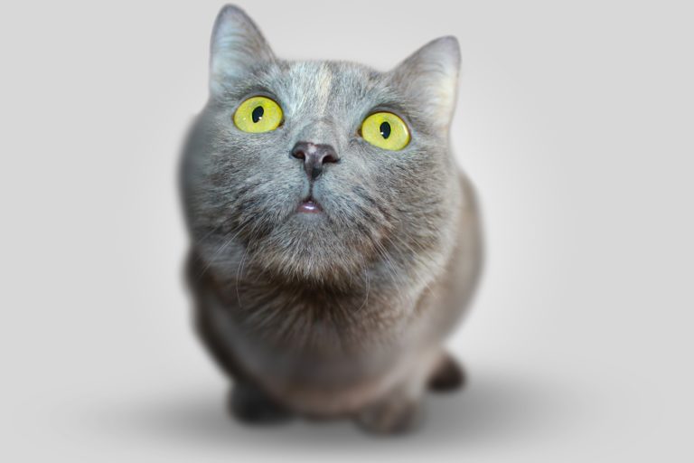 chat gris