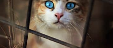 chat regad yeux bleus triste
