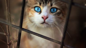 chat regad yeux bleus triste