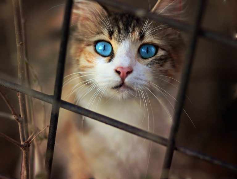 chat regad yeux bleus triste