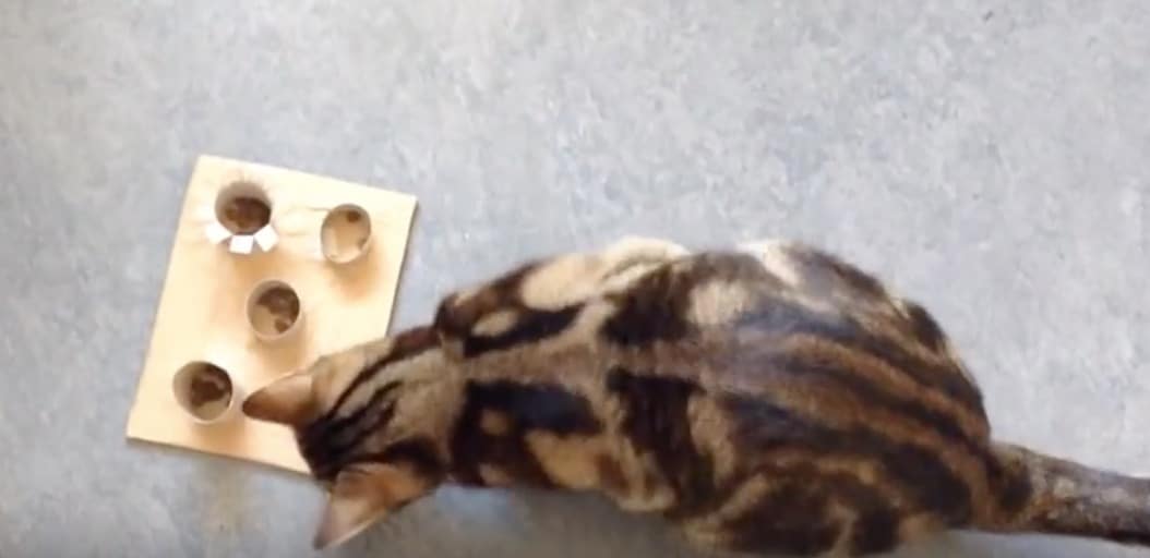 15 Idees Toutes Simples Pour Jouer Avec Votre Chat