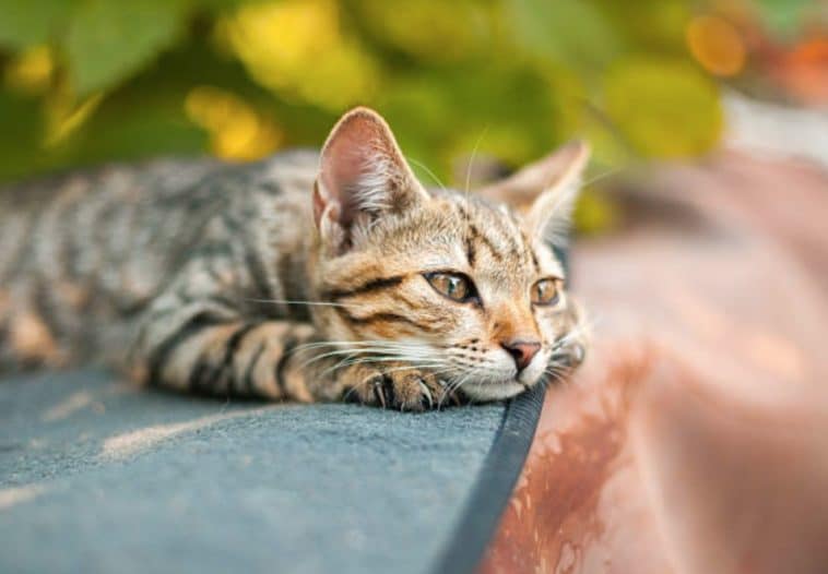 10 Signes Qui Montrent Que Votre Chat Est Deprime