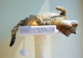 arbre à chat