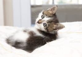 chaton couché