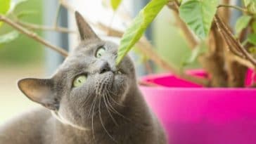 chat mange plante